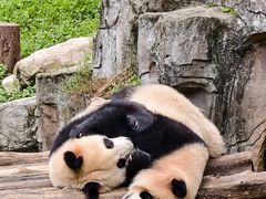 -都江堰中华大熊猫苑