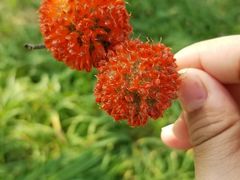 -天津东丽湖风景区