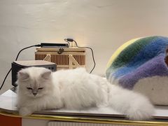 -翊宠yipet猫狗购宠庄园犬舍•猫舍