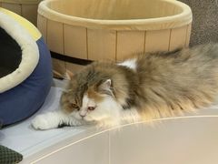 -COLOR PETS 撸猫馆·购猫·猫咖(长风大悦城店)