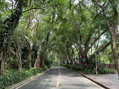 -大屏嶂森林公园