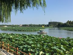 -白洋淀景区