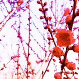 只要稍有留心，就会发现美丽无处不在