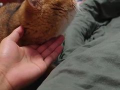 -东方名猫馆·英短金渐层布偶猫舍(环线广场1号楼店)