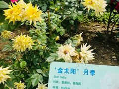 -大望京公园