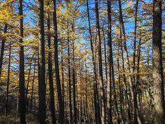 -鲁山国家森林公园