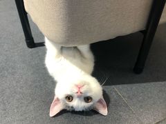 -Heymao猫咖.咖啡厅(东门店)