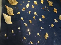 -青岛贝壳博物馆