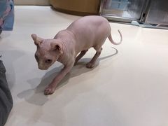 -飞行喵MR PILOT|猫舍·猫咖(静安大融城店)