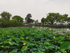 -无锡蠡湖国家湿地公园-蠡园