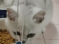 -FAELING PETS美天灵宠物(富力广场店)