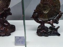 -贝壳王国博物馆