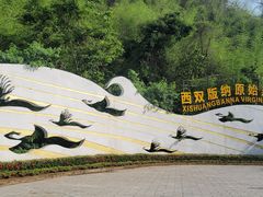 -西双版纳原始森林公园