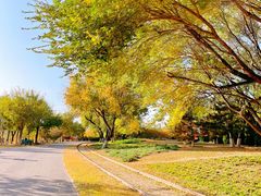 -永定河休闲森林公园