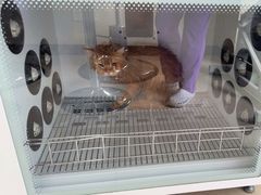 -北京观赏动物医院·24小时大型综合·猫专科·异宠专科