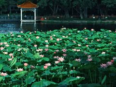 -荔湾湖公园
