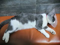 -美联众合宠物医院·爱萌分院·内外科·猫科中心