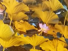 -长春市南湖公园