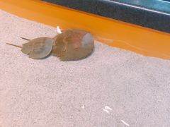 -瑞普利水族馆