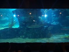 -暹罗海洋世界