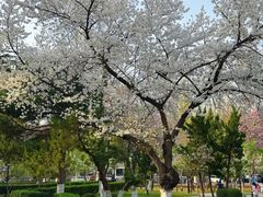 -山东大学(洪家楼校区)