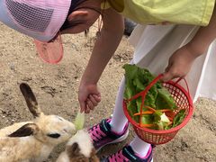 -前小桔亲子创意农场·草莓采摘·露营烧烤