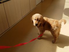 -芭比堂动物医院·犬猫全科·异宠专科(雁塔分院)