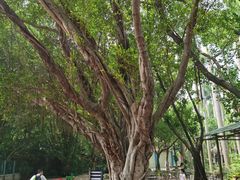 -广州长隆飞鸟乐园