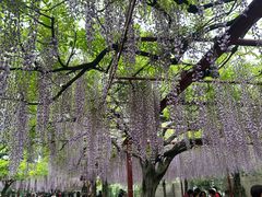 -嘉定紫藤园