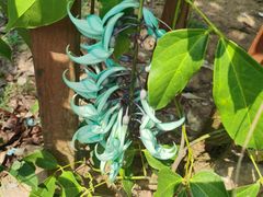 -中国科学院西双版纳热带植物园