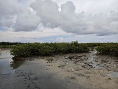 -北海金海湾红树林生态旅游区