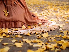 -三里屯东五街银杏大道