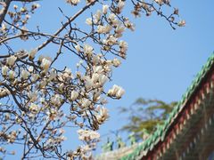 -天坛公园