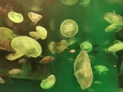 -大连圣亚海洋世界