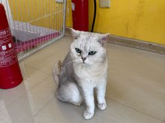 -猫咪咖啡店(新城大街店)