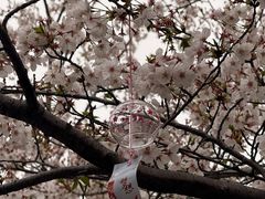 -高东镇樱花园