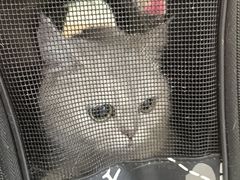 -瑞派·关忠动物医院·猫专科·犬专科(三环新城店)
