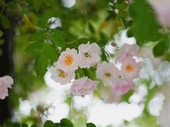 -鹅湖玫瑰文化园