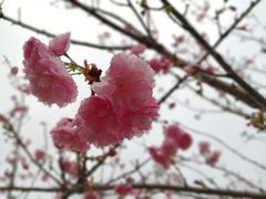 -天适樱花悠乐园