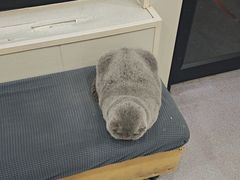 -瑞派宠物医院·犬猫全科·猫友好(宾水西道店)