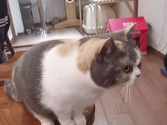 -有猫主题·治愈系猫咖(曾厝垵店)