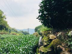 -十八棵（老龙井）御茶园(老龙井店)