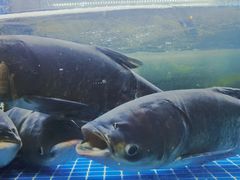 -浔味·山屿湖·正宗淳牌全鱼宴老字号