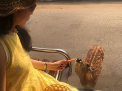 -清迈夜间动物园