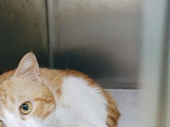 -瑞派动物医院·猫专科·至诚(江南中分院)