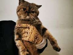 -瑞派·关忠动物医院·异宠专科·犬猫肿瘤·皮肤专科(望京店)