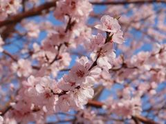 -海棠花溪(元大都城垣遗址公园)