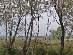 -绿堤公园