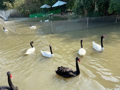 -广州长隆飞鸟乐园