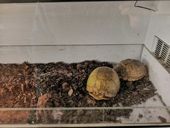 -灵龟之家百象馆(百象馆联合旗舰店)